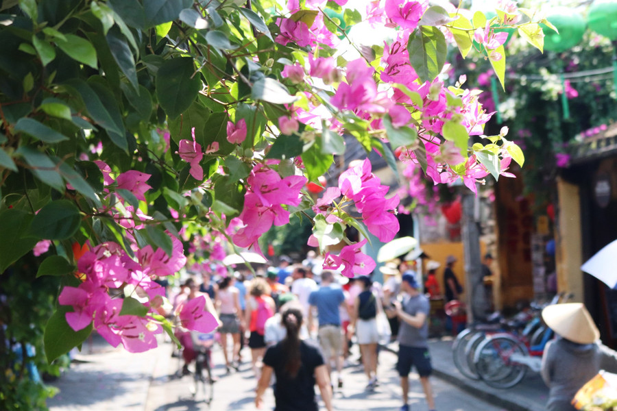 Chính vẻ mộc mạc thân quen của hoa giấy đã níu chân biết bao du khách gần xa khi đến với phố cổ Hội An. Ảnh: Bảo Duy Chính vẻ mộc mạc thân quen của hoa giấy đã níu chân biết bao du khách gần xa khi đến với phố cổ Hội An. Ảnh: Bảo Duy