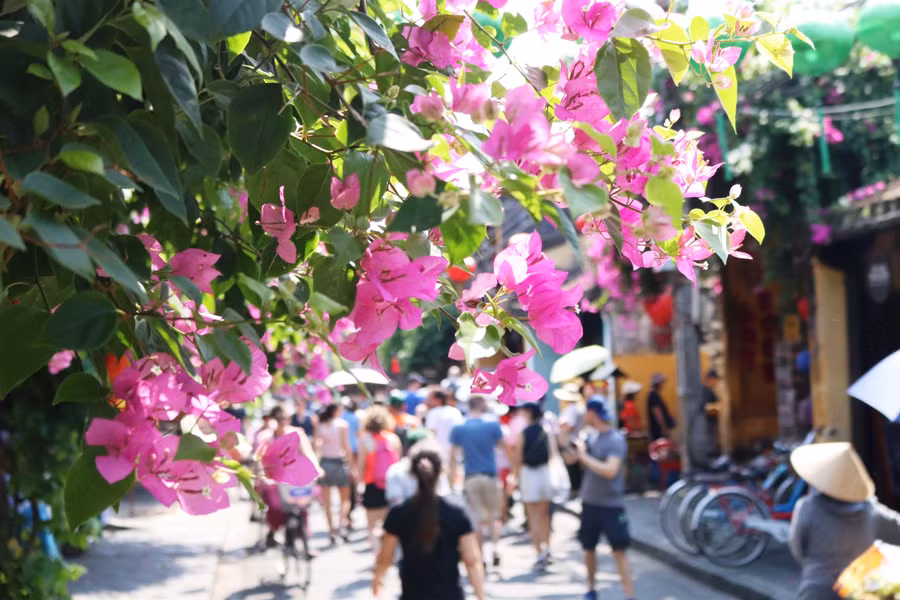 Chính vẻ mộc mạc thân quen của hoa giấy đã níu chân biết bao du khách gần xa khi đến với phố cổ Hội An. Ảnh: Bảo Duy