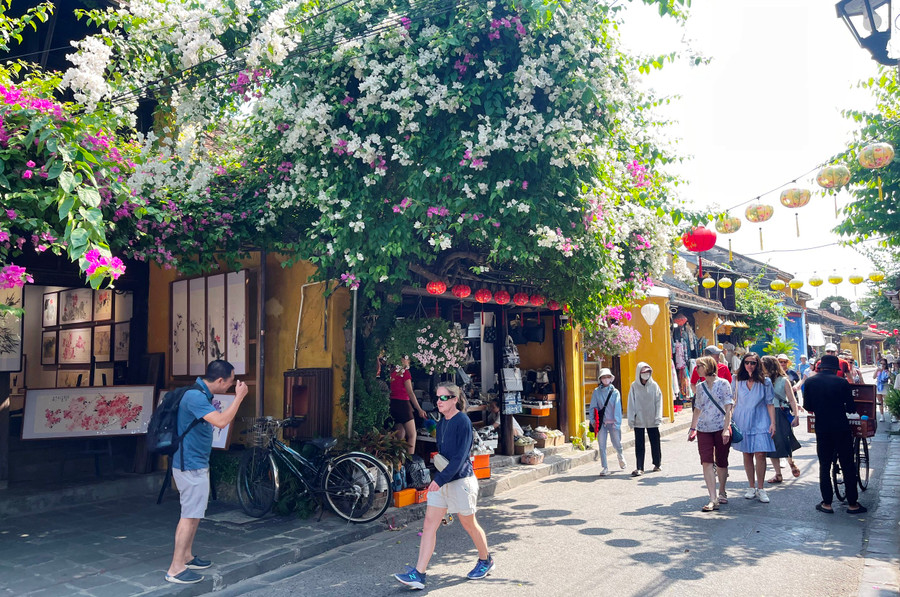 Hoa giấy trồng dọc các tuyến phố đi bộ ở Hội An. Ảnh: Bảo Duy Hoa giấy trồng dọc các tuyến phố đi bộ ở Hội An. Ảnh: Bảo Duy