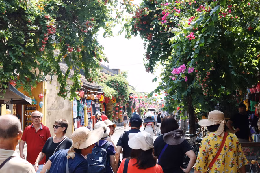 Không chỉ hoa giấy, hoa sử quân tử rực rỡ trong nắng khắp các nẻo đường cũng tô thắm thêm vẻ đẹp của phố cổ Hội An. Ảnh: Bảo Duy