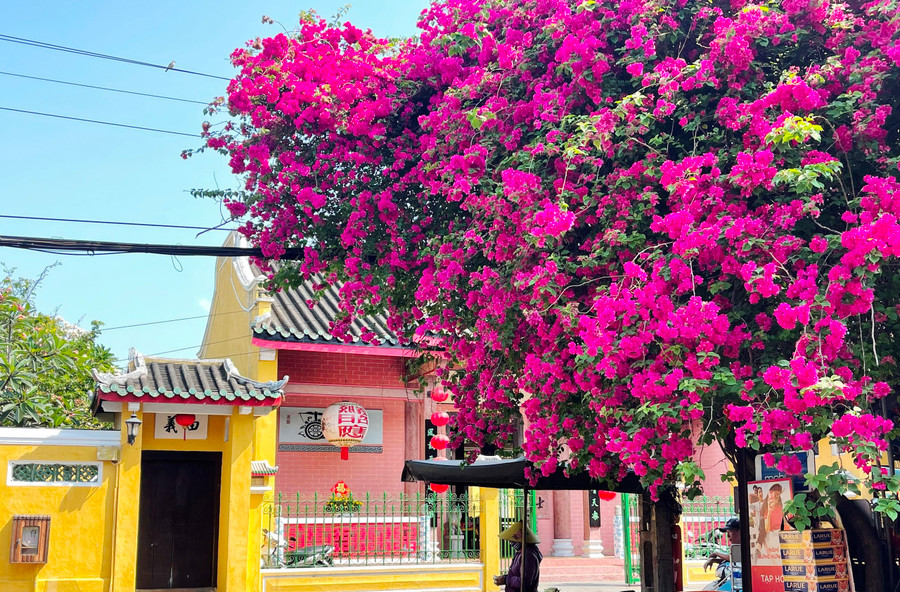 Hoa giấy đỏ rực nhưng cánh mỏng manh như chính tên gọi của nó. Ảnh: Bảo Duy Hoa giấy đỏ rực nhưng cánh mỏng manh như chính tên gọi của nó. Ảnh: Bảo Duy