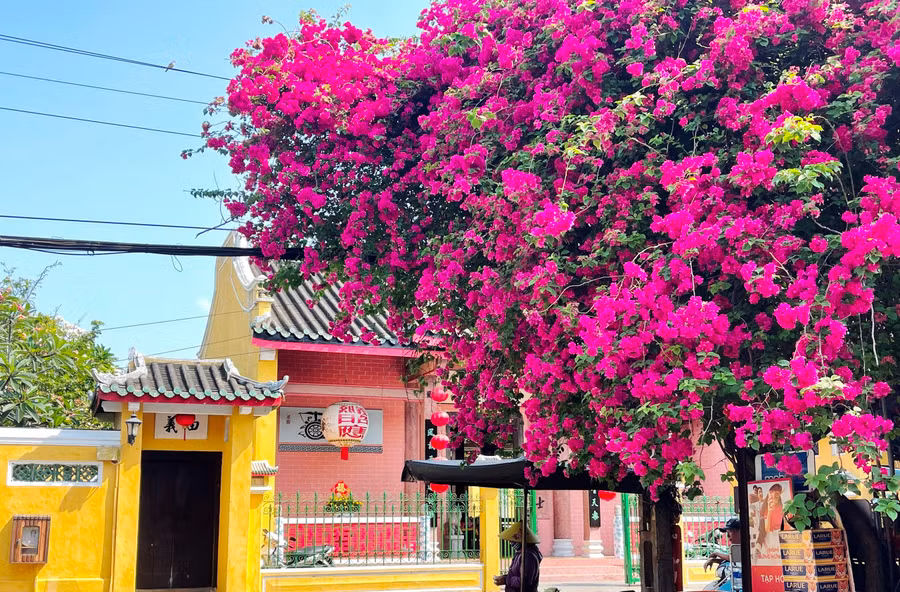 Hoa giấy đỏ rực nhưng cánh mỏng manh như chính tên gọi của nó. Ảnh: Bảo Duy