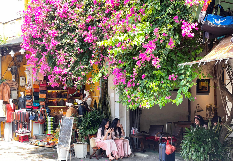 Hoa giấy nở rộ báo hiệu mùa hè đã đến. Ảnh: Bảo Duy Hoa giấy nở rộ báo hiệu mùa hè đã đến. Ảnh: Bảo Duy