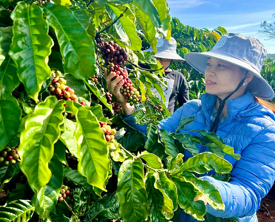 Du khách từ các tỉnh đến tham quan mô hình nông nghiệp kết hợp du lịch trải nghiệm tại Hợp tác xã Nông nghiệp và dịch vụ Ia Kênh (TP. Pleiku). Ảnh: Hà Duy