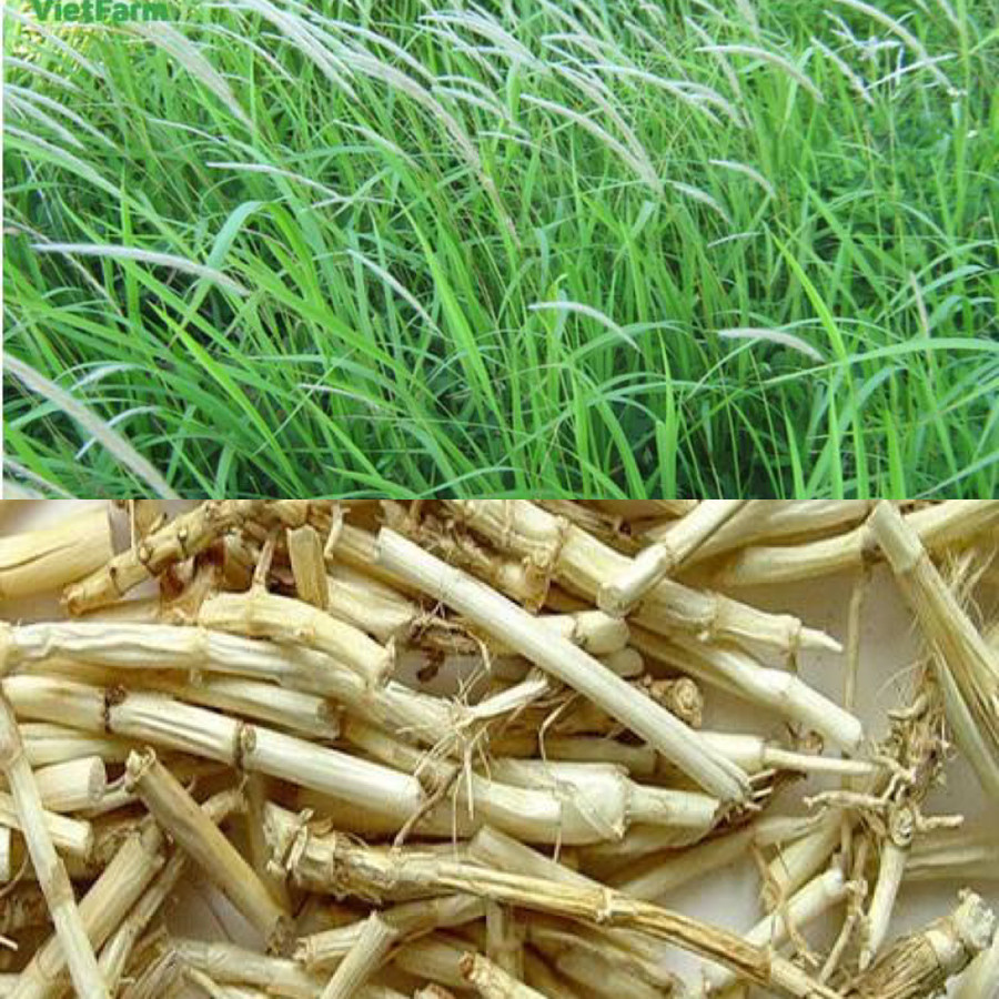 Cỏ tranh là 1 trong số những vị thuốc có tác dụng thay thế sừng tê giác. Ảnh đồ họa: Hương Giang Cỏ tranh là 1 trong số những vị thuốc có tác dụng thay thế sừng tê giác. Ảnh đồ họa: Hương Giang