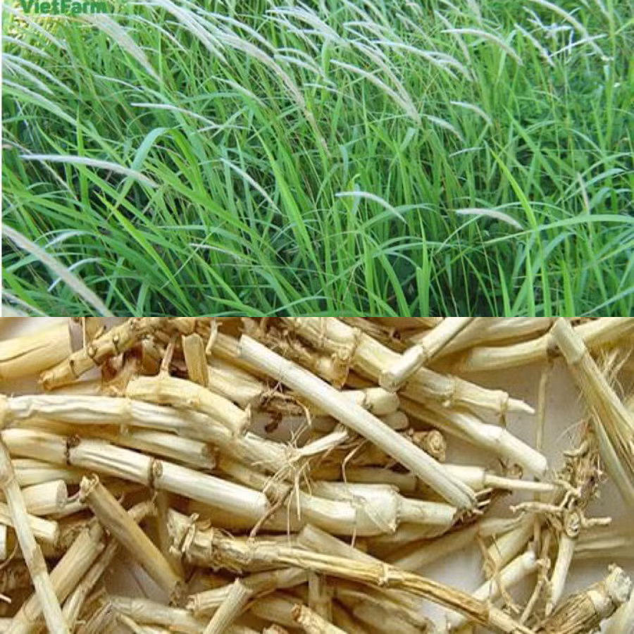 Cỏ tranh là 1 trong số những vị thuốc có tác dụng thay thế sừng tê giác. Ảnh đồ họa: Hương Giang