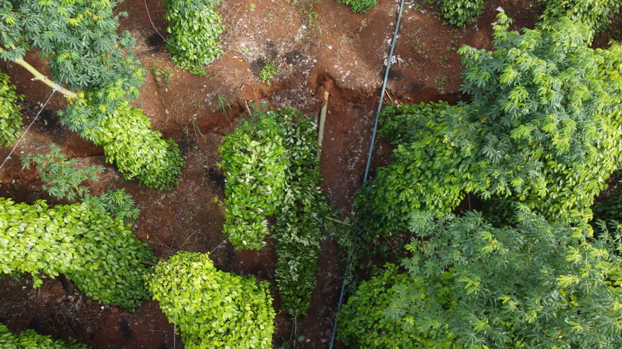 Khu vực hoa màu phía trên dự án hồ thủy lợi Đắk N'Ting bị sụp lún Khu vực hoa màu phía trên dự án hồ thủy lợi Đắk N'Ting bị sụp lún