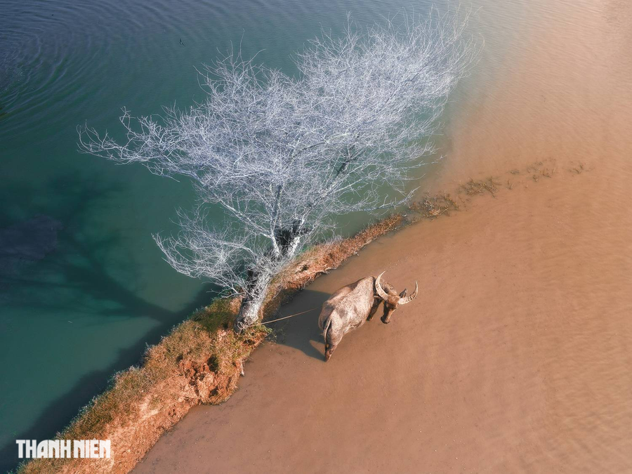 Miền Tây đẹp lạ thường của những mảng màu đối lập trong góc chụp khác của Cao Kỳ Nhân với điểm nhấn là chú trâu giữa cánh đồng Thới Sơn, Châu Đốc, An Giang. Ảnh:CAO KỲ NHÂN Miền Tây đẹp lạ thường của những mảng màu đối lập trong góc chụp khác của Cao Kỳ Nhân với điểm nhấn là chú trâu giữa cánh đồng Thới Sơn, Châu Đốc, An Giang. Ảnh:CAO KỲ NHÂN