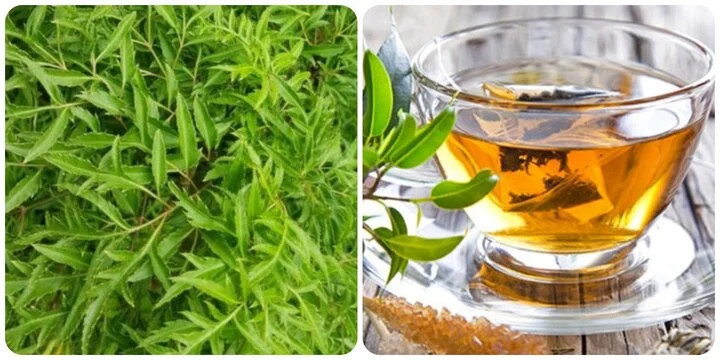Lá đinh lăng rất tốt cho sức khỏe. Lá đinh lăng rất tốt cho sức khỏe.