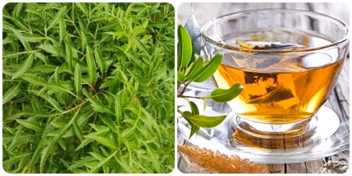 Lá đinh lăng rất tốt cho sức khỏe.