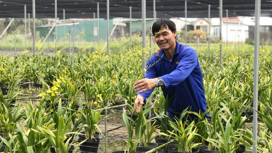 Lan vũ nữ tại Thảo Hoàng Farm được trồng trên đá Lan vũ nữ tại Thảo Hoàng Farm được trồng trên đá