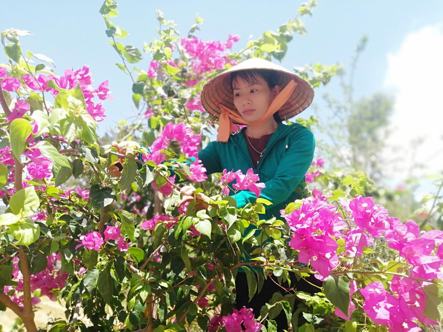 Ngoài tự trồng 55 cây hoa giấy, hoa hồng, chị Lê Thị Mai còn ươm nhiều cây hoa giống tặng hội viên phụ nữ để cùng làm đẹp đường làng ngõ xóm. Ảnh: Nhật Hào Ngoài tự trồng 55 cây hoa giấy, hoa hồng, chị Lê Thị Mai còn ươm nhiều cây hoa giống tặng hội viên phụ nữ để cùng làm đẹp đường làng ngõ xóm. Ảnh: Nhật Hào