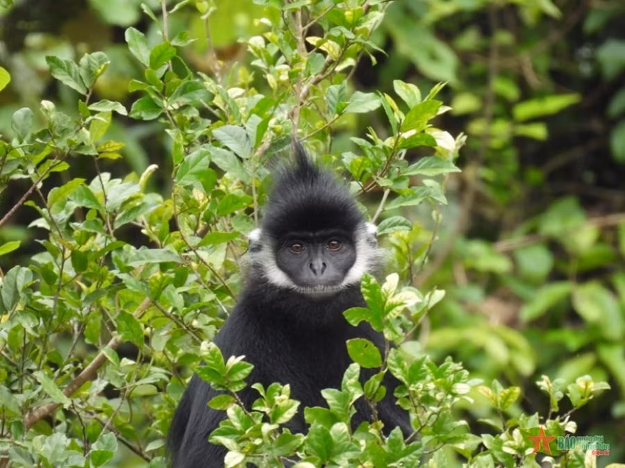 Voọc gáy trắng thuộc danh mục các loài được ưu tiên bảo vệ. (Nguồn: Quân đội nhân dân).