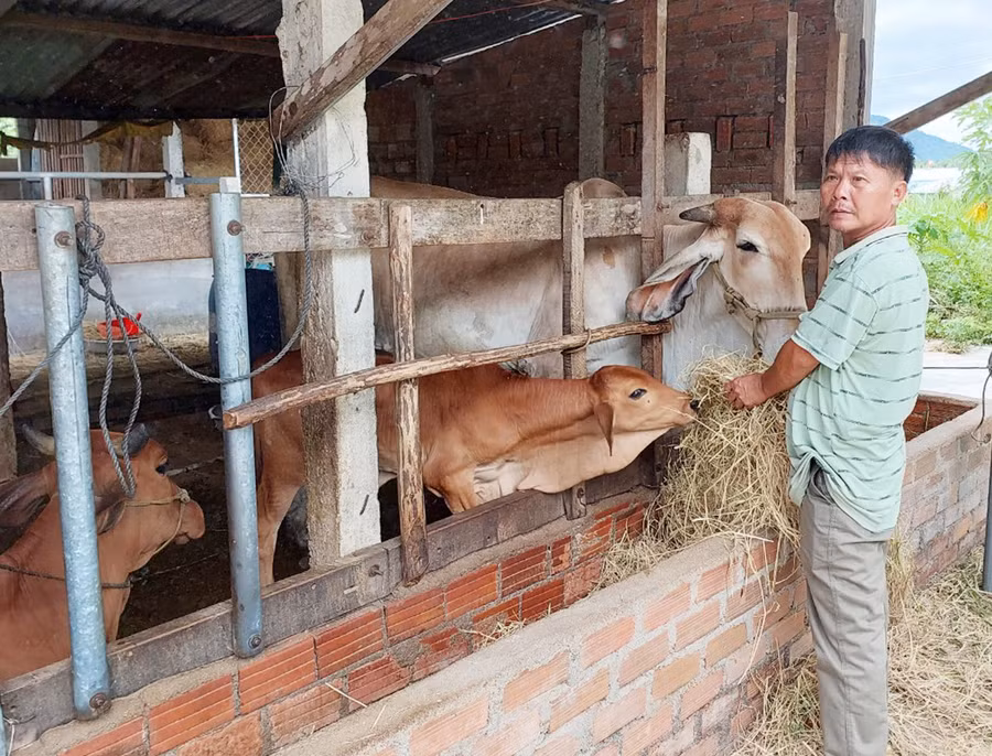 Từ nguồn Quỹ “Vì người nghèo”, gia đình ông Lò Á Xuân được hỗ trợ bò sinh sản để phát triển kinh tế. Ảnh: N.D