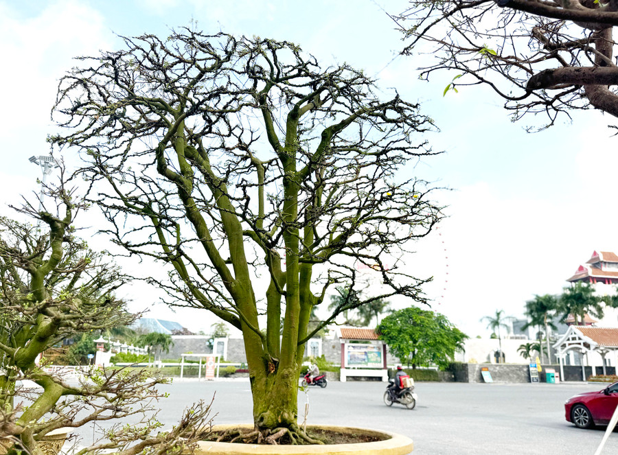 Cây mai hồng diệp cùng gian hàng mai của anh Trương Hoài Phong Cây mai hồng diệp cùng gian hàng mai của anh Trương Hoài Phong