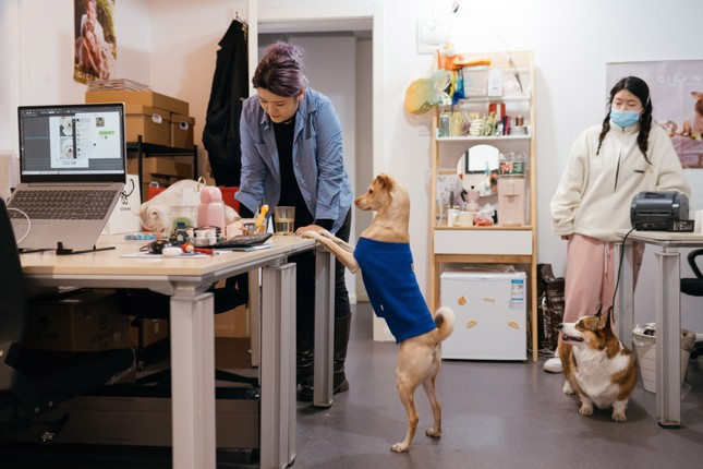 Lu Yangyang và các khách hàng thú cưng tại cửa tiệm ở Thượng Hải. Lu Yangyang và các khách hàng thú cưng tại cửa tiệm ở Thượng Hải.