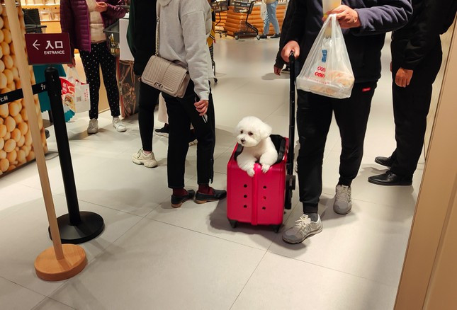 Một chú chó tại siêu thị ở Thượng Hải cho phép mang vật nuôi vào trong. Một chú chó tại siêu thị ở Thượng Hải cho phép mang vật nuôi vào trong.