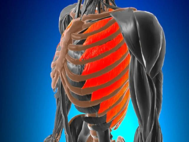 Vận động quá sức có thể gây căng hoặc rách cơ giữ các xương sườn, dẫn đến đau cơ liên sườn. MINH HỌA: SHUTTERSTOCK Vận động quá sức có thể gây căng hoặc rách cơ giữ các xương sườn, dẫn đến đau cơ liên sườn. MINH HỌA: SHUTTERSTOCK