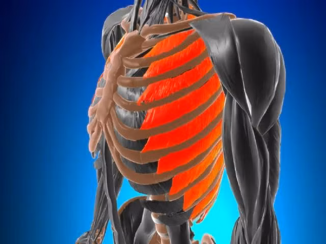 Vận động quá sức có thể gây căng hoặc rách cơ giữ các xương sườn, dẫn đến đau cơ liên sườn. MINH HỌA: SHUTTERSTOCK