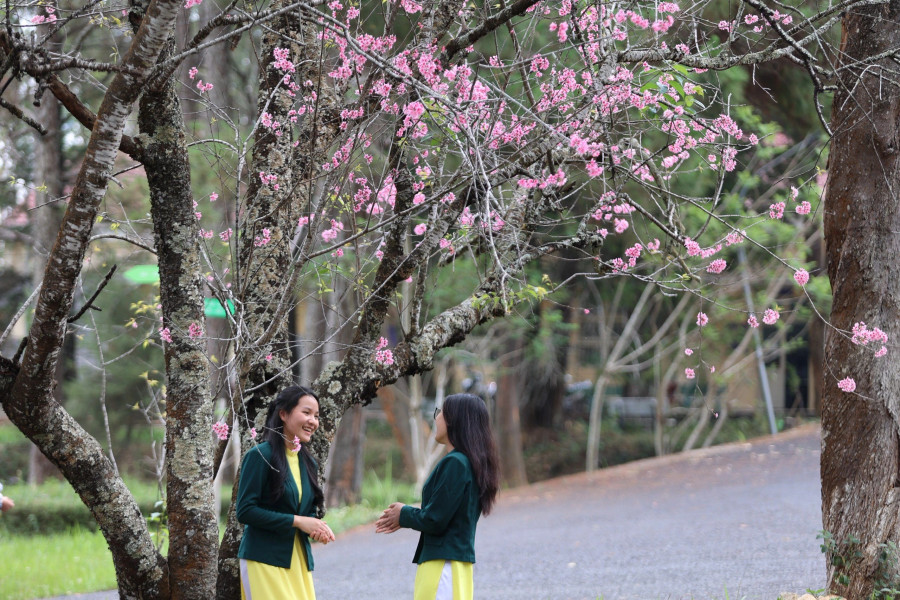 Khuôn viên Trường ĐH Đà Lạt trở nên càng thơ mộng hơn nhờ sắc hoa mai anh đào. Ảnh: BÁ DUY