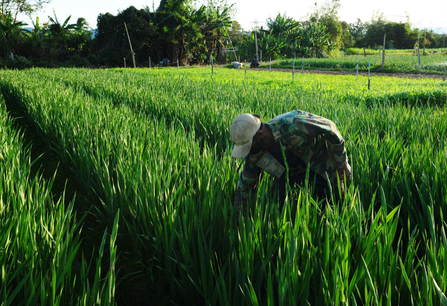 Những luống hoa huệ chuẩn bị ra bông Những luống hoa huệ chuẩn bị ra bông