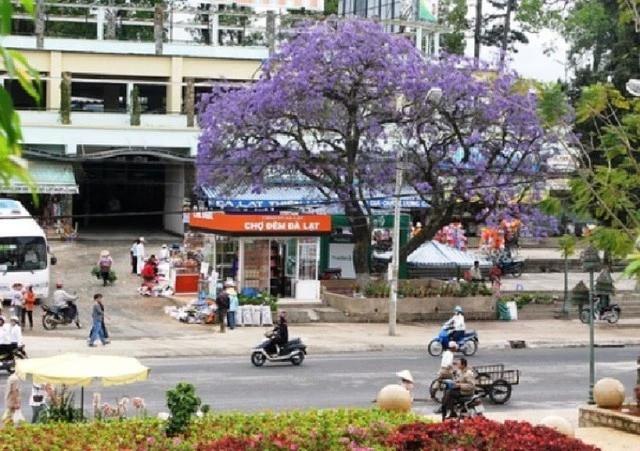 &quot;Lão&quot; phượng tím trên đường Nguyễn Thị Minh Khai được đánh giá có dáng, thế cây đẹp nhất. ẢNH: LÂM VIÊN