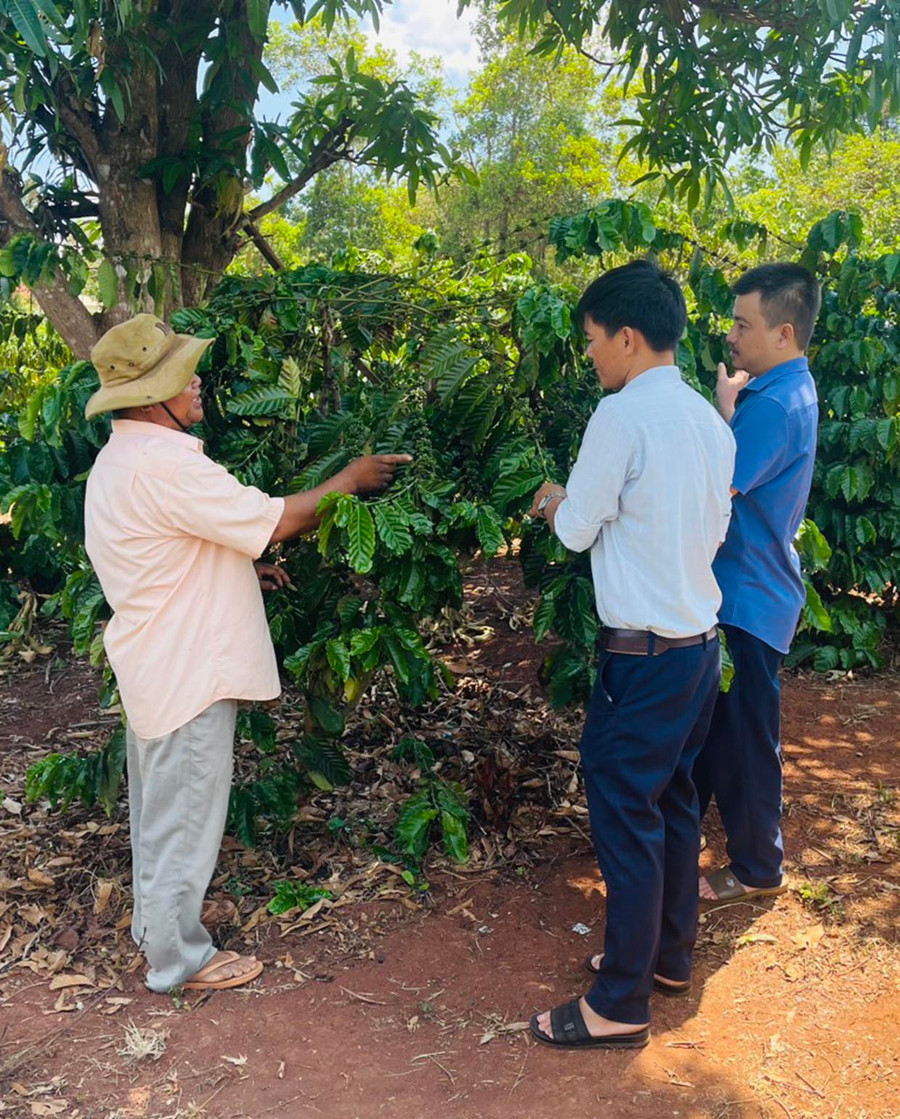 Già Siu Biai (trái) trao đổi kỹ thuật trồng cà phê với cán bộ xã. Ảnh: Hà Chi Già Siu Biai (trái) trao đổi kỹ thuật trồng cà phê với cán bộ xã. Ảnh: Hà Chi