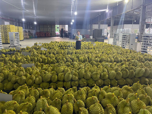 Nóng bỏng mùa sầu riêng Tây Nguyên - Ảnh 1. Sầu riêng Đắk Lắk vào chính vụ và chủ yếu xuất khẩu sang Trung Quốc