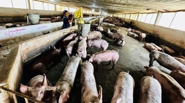 Giá heo ở mức thấp, từ hộ chăn nuôi đến doanh nghiệp lớn đều thua lỗ. Ảnh: CHÍ NHÂN Giá heo ở mức thấp, từ hộ chăn nuôi đến doanh nghiệp lớn đều thua lỗ. Ảnh: CHÍ NHÂN