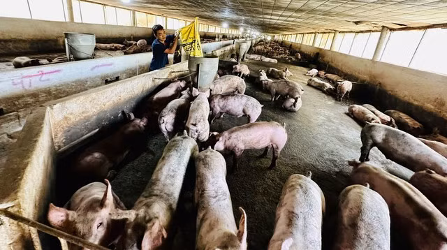 Giá heo ở mức thấp, từ hộ chăn nuôi đến doanh nghiệp lớn đều thua lỗ. Ảnh: CHÍ NHÂN