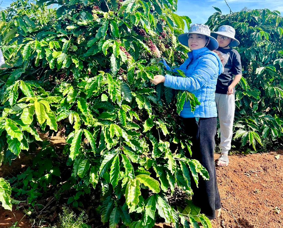 Mô hình du lịch trải nghiệm của Zin's Farm được khá nhiều hợp tác xã ở các địa phương khác đến tham quan và học hỏi kinh nghiệm. Ảnh: Hà Duy Mô hình du lịch trải nghiệm của Zin's Farm được khá nhiều hợp tác xã ở các địa phương khác đến tham quan và học hỏi kinh nghiệm. Ảnh: Hà Duy