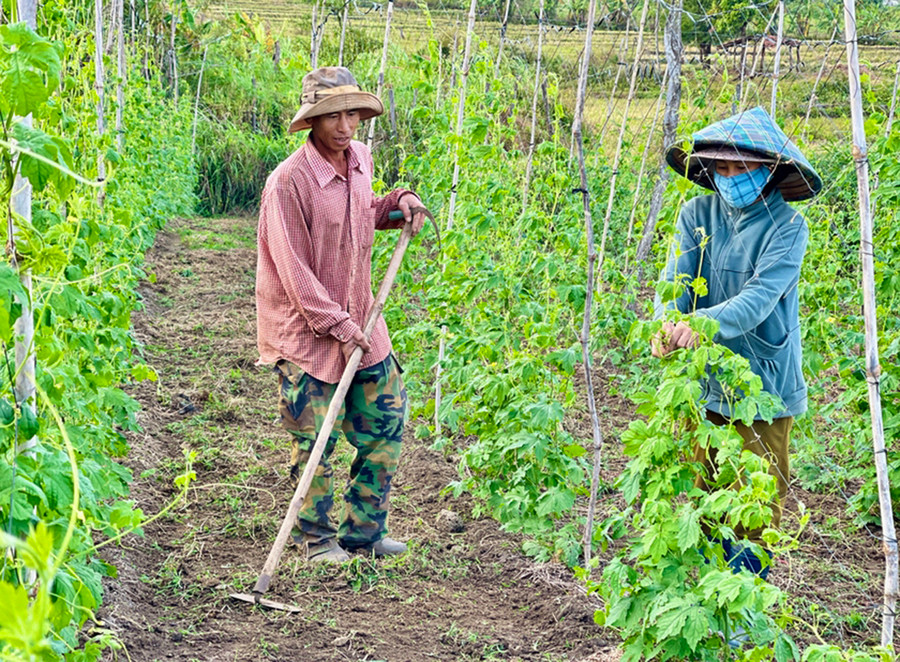 Nhờ trồng rau xanh, mỗi năm gia đình ông Nguyễn Văn Nhật (làng Ring Răng, xã Dun) thu nhập khoảng 200 triệu đồng, sau khi trừ chi phí. Ảnh: Ngọc Sang Nhờ trồng rau xanh, mỗi năm gia đình ông Nguyễn Văn Nhật (làng Ring Răng, xã Dun) thu nhập khoảng 200 triệu đồng, sau khi trừ chi phí. Ảnh: Ngọc Sang