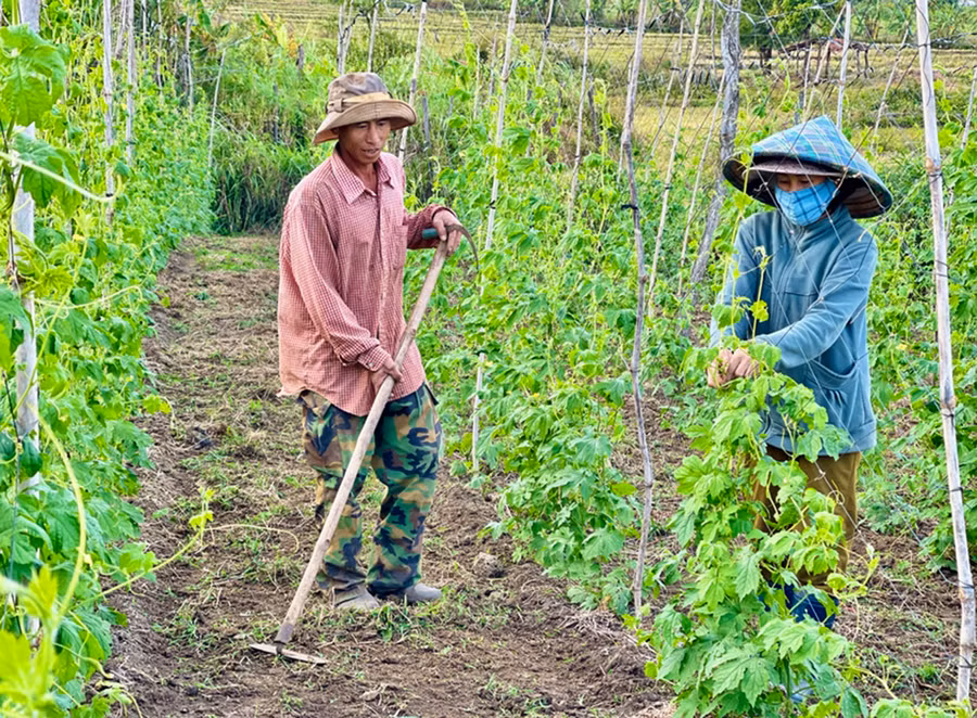 Nhờ trồng rau xanh, mỗi năm gia đình ông Nguyễn Văn Nhật (làng Ring Răng, xã Dun) thu nhập khoảng 200 triệu đồng, sau khi trừ chi phí. Ảnh: Ngọc Sang