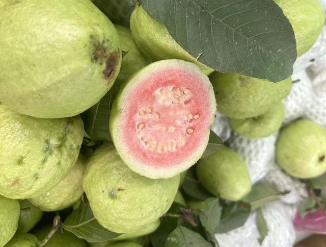 Ổi là một trong những loại trái cây ít đường được bác sĩ khuyên dùng giúp giảm mỡ máu xấu. Ảnh LÊ CẦM Ổi là một trong những loại trái cây ít đường được bác sĩ khuyên dùng giúp giảm mỡ máu xấu. Ảnh LÊ CẦM