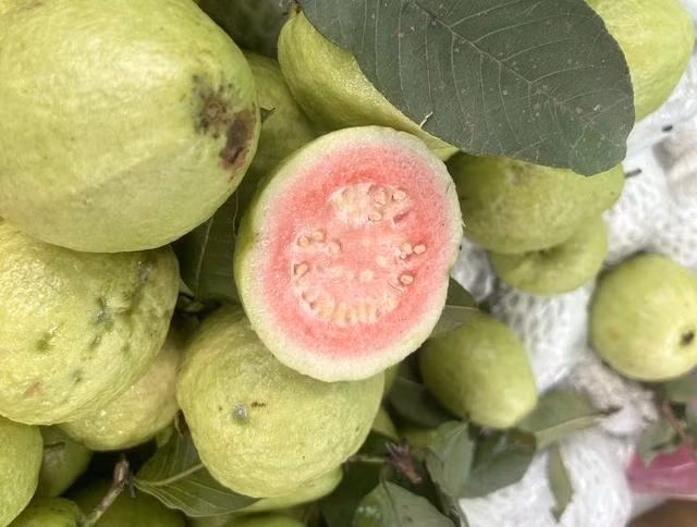 Ổi là một trong những loại trái cây ít đường được bác sĩ khuyên dùng giúp giảm mỡ máu xấu. Ảnh LÊ CẦM