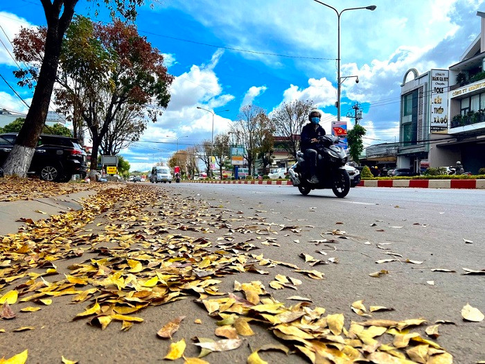 Một đoạn đường Lê Duẩn (TP. Pleiku) với thảm lá rụng vàng đẹp mắt. Ảnh: Nguyễn Thị Diễm