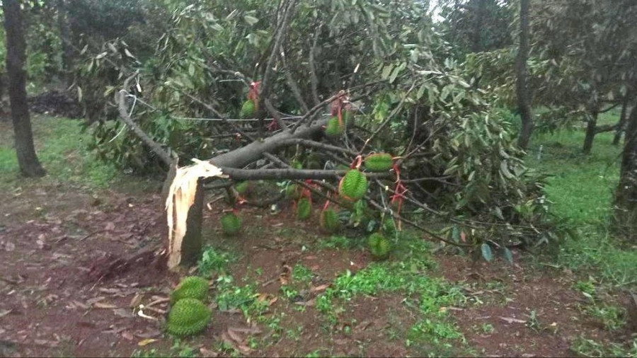 Sầu riêng của người dân bị gãy ngang gốc