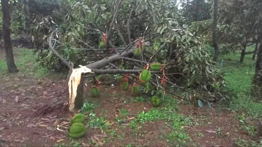 Sầu riêng của người dân bị gãy ngang gốc