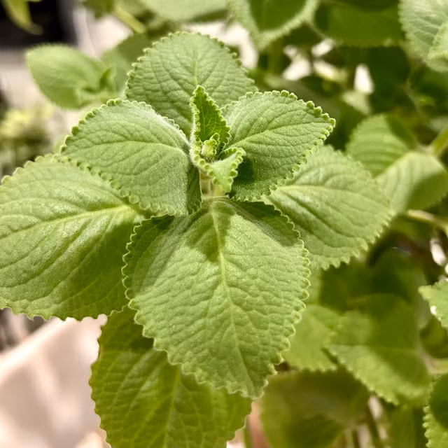 Húng chanh (rau tần) có vị chua the, thơm hăng, tính ấm. Ảnh: LÊ CẦM