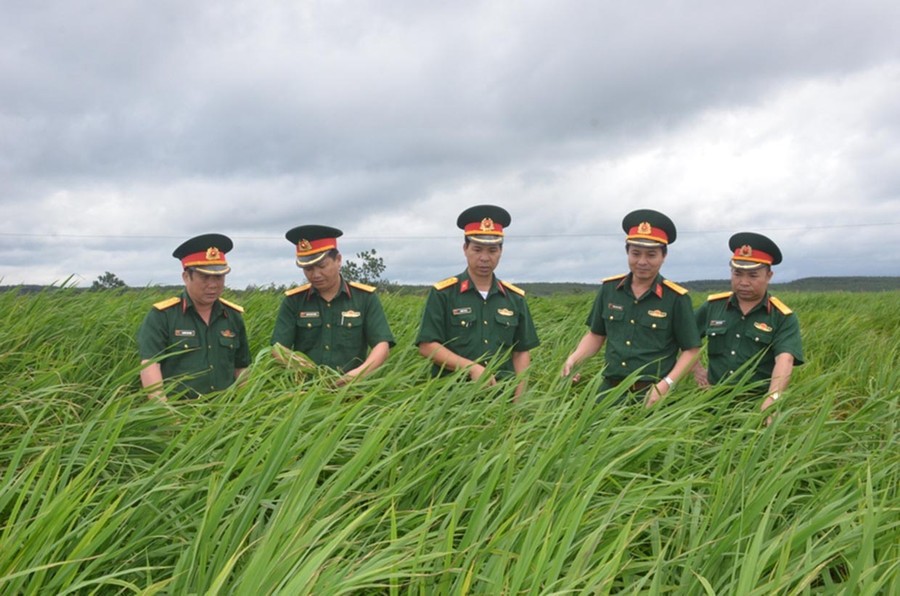 Cán bộ Binh đoàn 15 và Công ty 74 kiểm tra cánh đồng lúa của người dân sản xuất trên đất tái canh cao su do đơn vị cho mượn. Ảnh: Vĩnh Hoàng Cán bộ Binh đoàn 15 và Công ty 74 kiểm tra cánh đồng lúa của người dân sản xuất trên đất tái canh cao su do đơn vị cho mượn. Ảnh: Vĩnh Hoàng