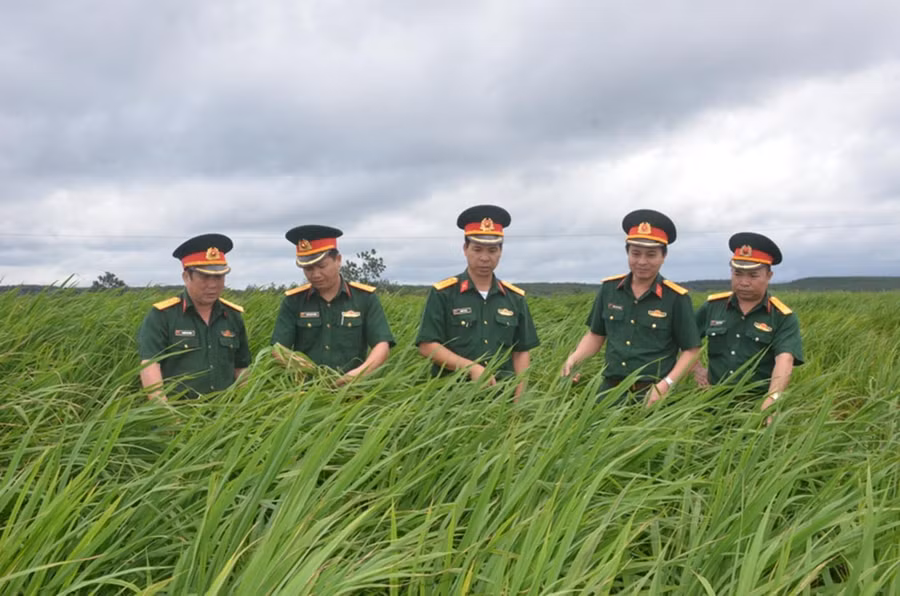 Cán bộ Binh đoàn 15 và Công ty 74 kiểm tra cánh đồng lúa của người dân sản xuất trên đất tái canh cao su do đơn vị cho mượn. Ảnh: Vĩnh Hoàng