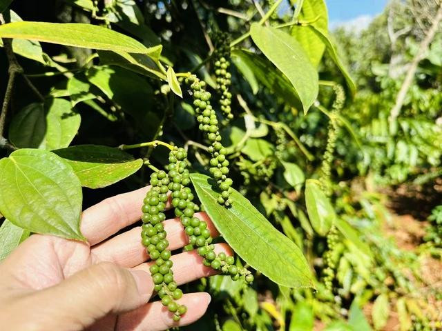 Giá tiêu được dự báo tiếp tục tăng. ẢNH: MINH ĐĂNG