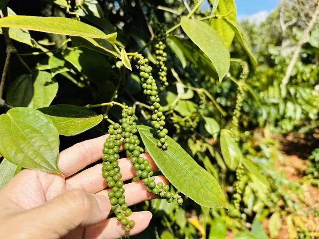 Giá tiêu được dự báo tiếp tục tăng. ẢNH: MINH ĐĂNG