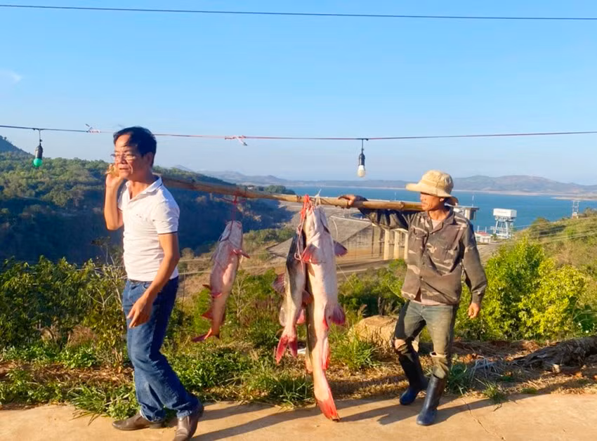 Con cá lăng khủng dài hơn 1,5 mét được câu trên sông Sê San. Ảnh: SP.