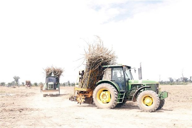 Công ty TNHH MTV Mía đường TTC Attapeu của Tập đoàn Thành Công hỗ trợ nông dân thu hoạch mía. (Ảnh: Phạm Kiên/TTXVN)