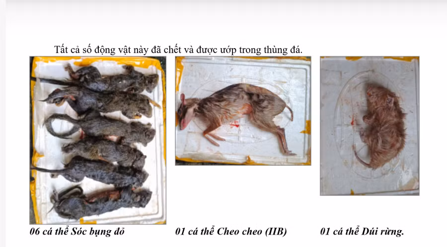 Tang vật bị thu giữ