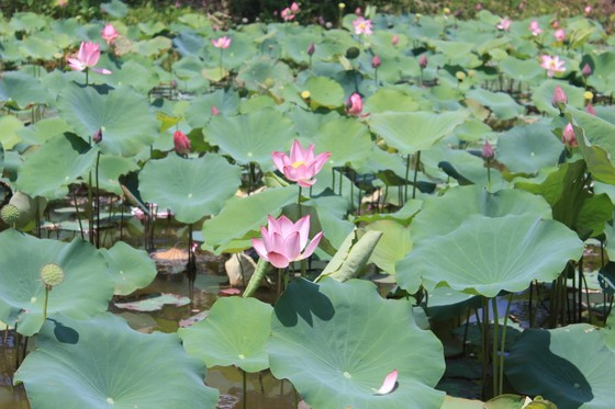 Đầu tháng 6 sẽ là đợt thu hoạch sen đầu mùa của nhiều hộ dân huyện Duy Xuyên. Sen được trồng từ sau Tết Nguyên Đán và bắt đầu vào mùa vụ ở cuối tháng 5, đầu tháng 6 Đầu tháng 6 sẽ là đợt thu hoạch sen đầu mùa của nhiều hộ dân huyện Duy Xuyên. Sen được trồng từ sau Tết Nguyên Đán và bắt đầu vào mùa vụ ở cuối tháng 5, đầu tháng 6