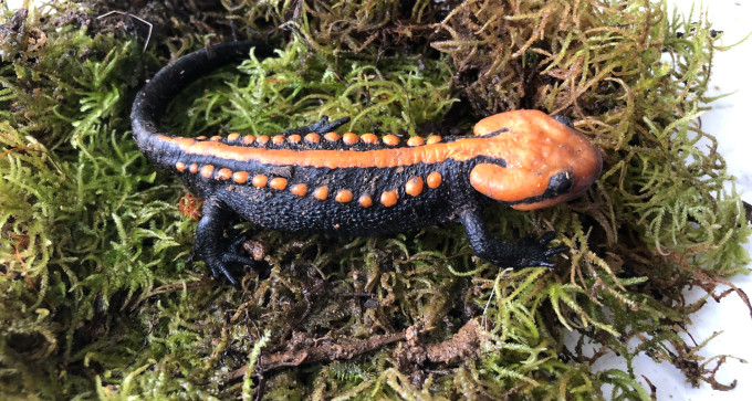 Cá cóc ngọc linh được các nhà nghiên cứu phát hiện. Ảnh: Phùng Mỹ Trung