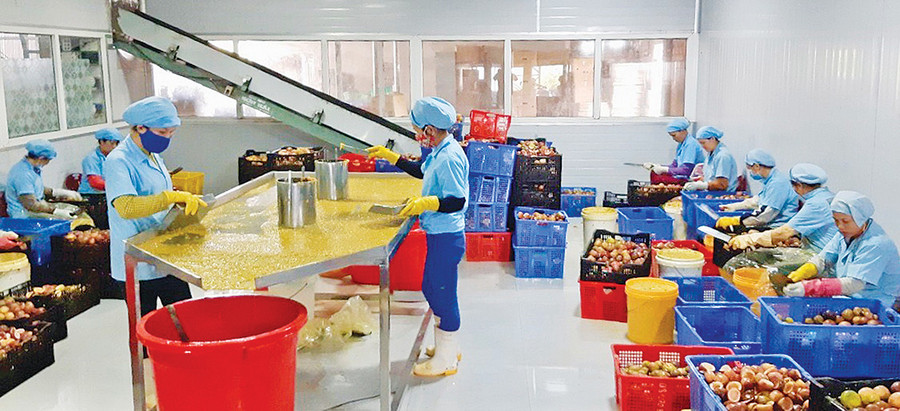 Hợp tác xã Nông nghiệp và dịch vụ Hùng Thơm Gia Lai chế biến chanh dây xuất khẩu. Ảnh: Lê Nam