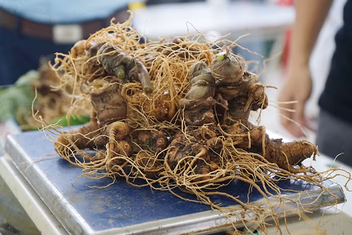 Sâm Ngọc Linh củ tươi loại 1 được nhiều người săn lùng.